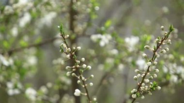 Çiçekli elma ağacı. Çiçeği ağaçlar. Bahar.