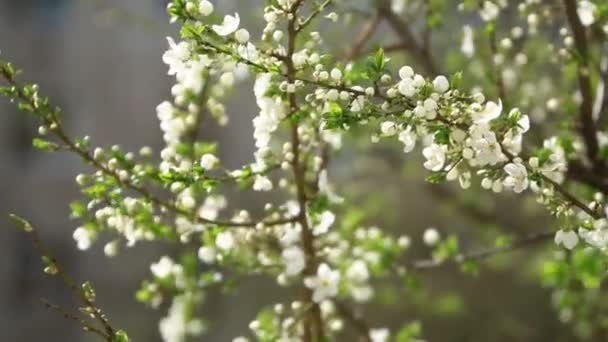 Melo fiorito. Alberi da fiore. Primavera . — Video Stock