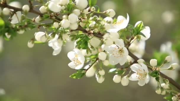 Manzano floreciente. Árboles de flores. Primavera . — Vídeos de Stock