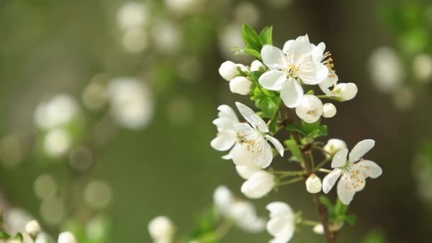 苹果棵开花的树。开花的树。春天. — 图库视频影像