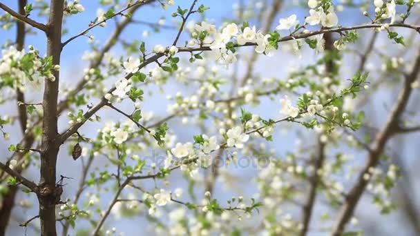 Blommande äppelträd. Blossom träd. Våren. — Stockvideo