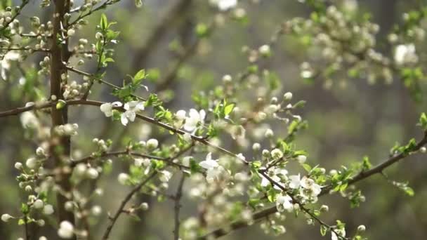 Çiçekli elma ağacı. Çiçeği ağaçlar. Bahar. — Stok video