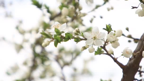 Blühender Apfelbaum. Blütenbäume. Frühling. — Stockvideo