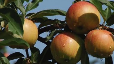 Güzel ve olgun elma. Bahçede elma ağacı.