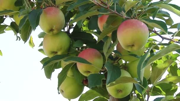 Schöne und reife Äpfel. Apfelbaum im Garten. — Stockvideo