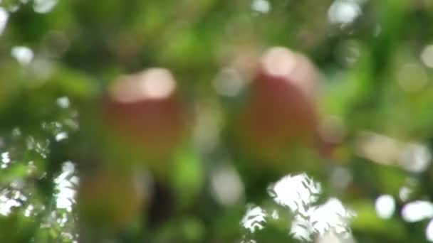 Manzanas hermosas y maduras. Manzano en el jardín . — Vídeo de stock