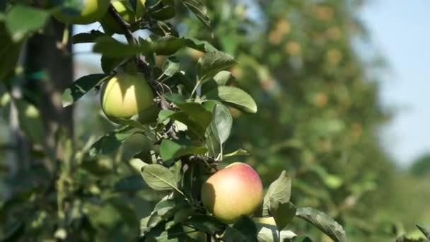 Schöne und reife Äpfel. Apfelbaum im Garten. — Stockvideo