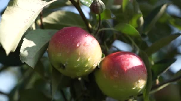 Manzanas hermosas y maduras. Manzano en el jardín . — Vídeo de stock