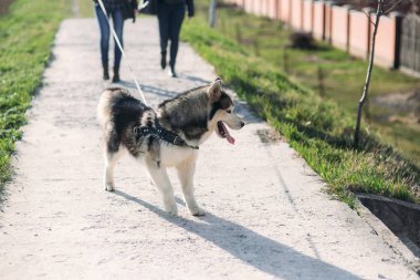 Bir kız ile bir köpek set boyunca yürüyor. Güzel Husky köpek. Nehir. Bahar.