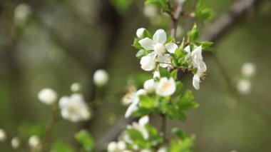 Çiçekli elma ağacı. Çiçek açan ağaç. Bahar. 