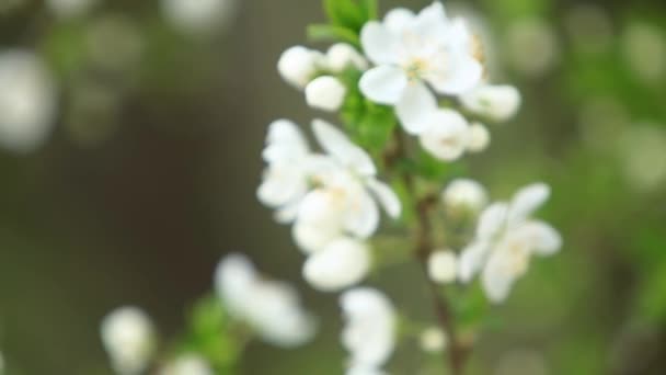 Melo fiorito. Albero in fiore. Primavera . — Video Stock