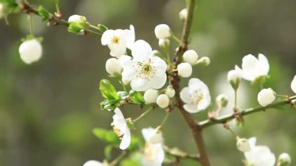 Blühender Apfelbaum. blühender Baum. Frühling. — Stockvideo