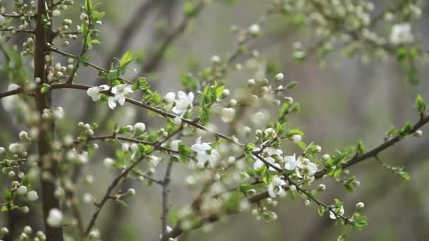 Flowering apple tree. Blooming Tree. Spring. — Stock Video