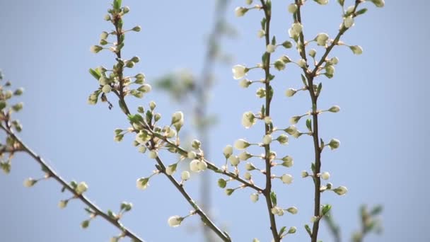 꽃 사과 나무입니다. 피 나무입니다. 봄. — 비디오