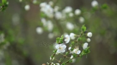 Çiçekli elma ağacı. Çiçek açan ağaç. Bahar. Arı polen toplar
