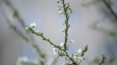 Çiçekli elma ağacı. Çiçek açan ağaç. Bahar. Arı polen toplar
