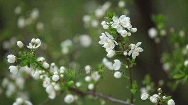 Çiçekli elma ağacı. Çiçek açan ağaç. Bahar. Arı polen toplar