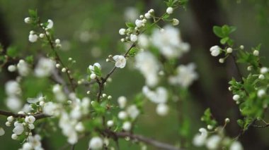 Çiçekli elma ağacı. Çiçek açan ağaç. Bahar. Arı polen toplar