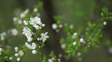 Çiçekli elma ağacı. Çiçek açan ağaç. Bahar. Arı polen toplar