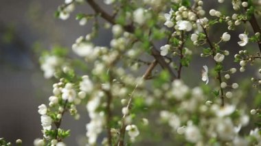 Çiçekli elma ağacı. Çiçek açan ağaç. Bahar. Arı polen toplar