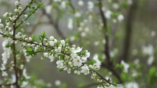 Manzano floreciente. Árbol floreciente. Primavera. La abeja recoge polen — Vídeo de stock