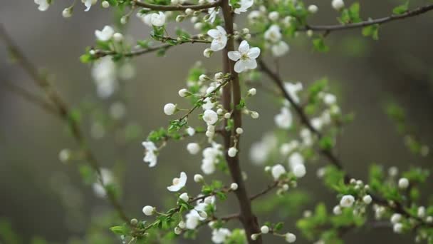 Manzano floreciente. Árbol floreciente. Primavera. La abeja recoge polen — Vídeo de stock