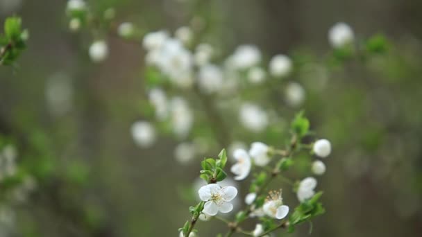 開花リンゴの木。咲く木。春。ミツバチ花粉を収集します。 — ストック動画