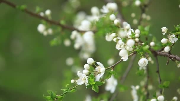 Melo fiorito. Albero in fiore. Primavera. L'ape raccoglie il polline — Video Stock