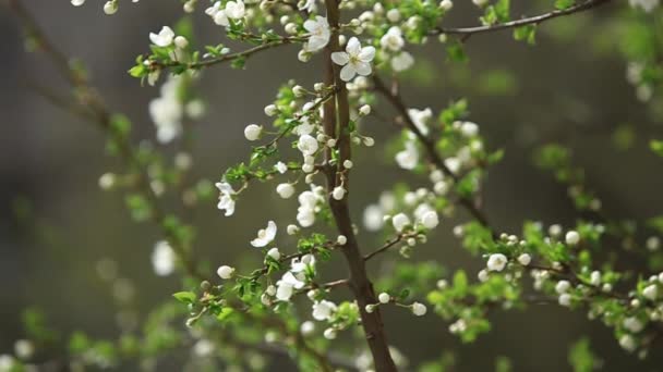 Blühender Apfelbaum. blühender Baum. Frühling. die Biene sammelt Pollen — Stockvideo