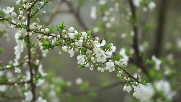 Blommande äppelträd. Blommande träd. Våren. Biet samlar pollen — Stockvideo