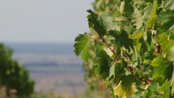 Campos de uvas, cosecha otoñal . — Vídeos de Stock