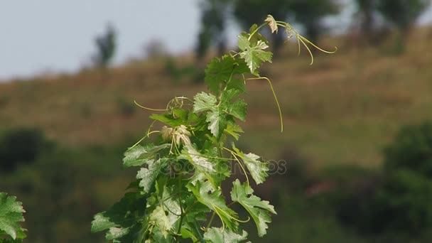 Campos de uvas, cosecha otoñal . — Vídeo de stock