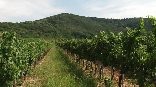 Campos de uvas, cosecha otoñal . — Vídeos de Stock