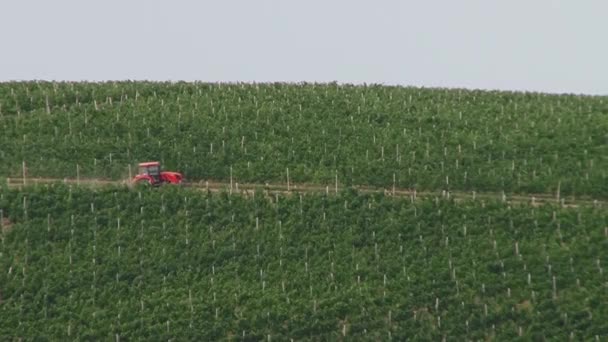 Campos de uvas, cosecha otoñal . — Vídeos de Stock