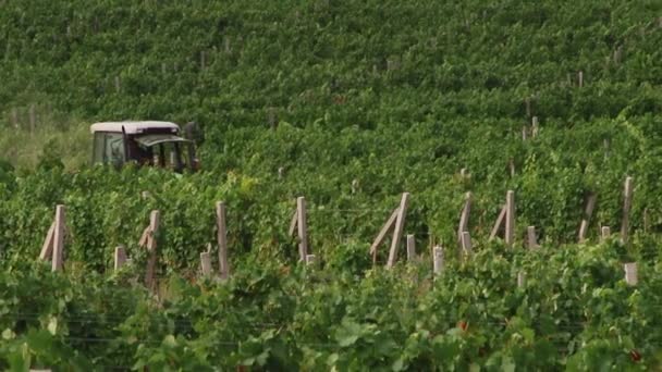 Campos de uvas, cosecha otoñal . — Vídeos de Stock