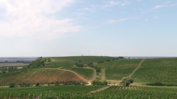 Campos de uvas, cosecha otoñal . — Vídeos de Stock