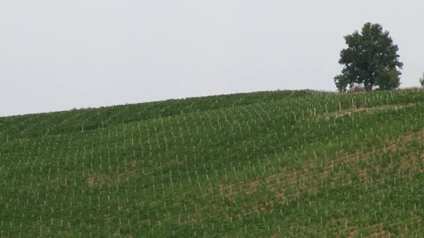 Campos de uvas, cosecha otoñal . — Vídeos de Stock