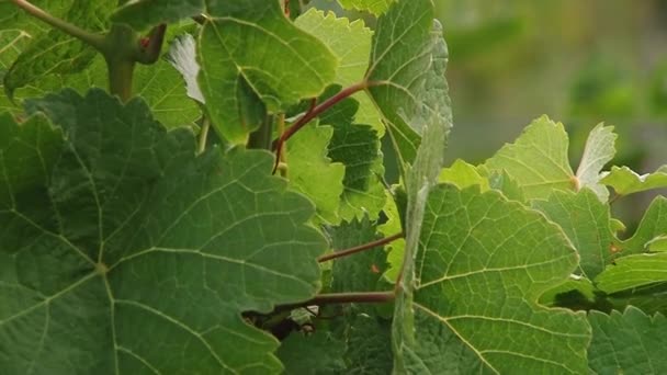 Fields of grapes, autumn harvesting. — Stock Video