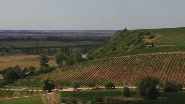 Campos de uvas, cosecha otoñal . — Vídeos de Stock