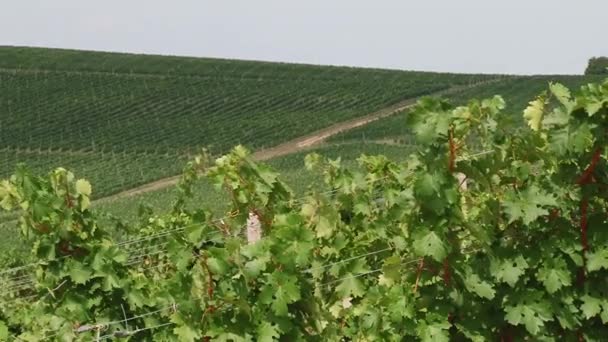 Поля винограда, осенний сбор урожая . — стоковое видео