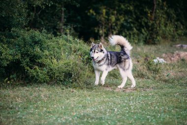Açık havada çalışan husky köpek. Eğlence. Nehir. Çimenlerin üzerinde oturan genç köpek. Yaz.
