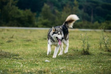 Açık havada çalışan husky köpek. Eğlence. Nehir. Çimenlerin üzerinde oturan genç köpek. Yaz.