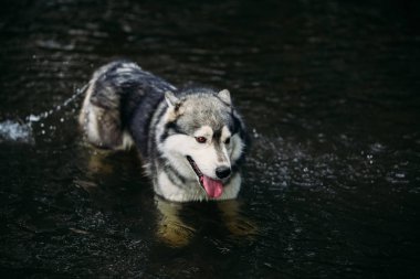 Açık havada çalışan husky köpek. Eğlence. Nehir. Çimenlerin üzerinde oturan genç köpek. Yaz.