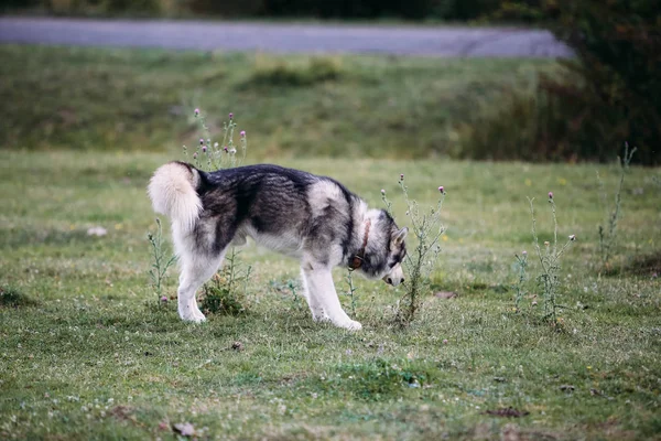 Husky hond buiten uitgevoerd. Entertainment. Rivier. Jonge hond zittend op het gras buiten. Zomer. — Stockfoto