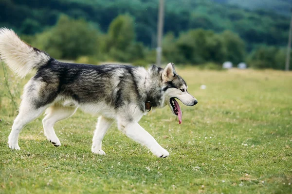 Cão Husky a correr ao ar livre. Entretenimento. Rio. Cão jovem sentado na grama lá fora. Verão . — Fotografia de Stock