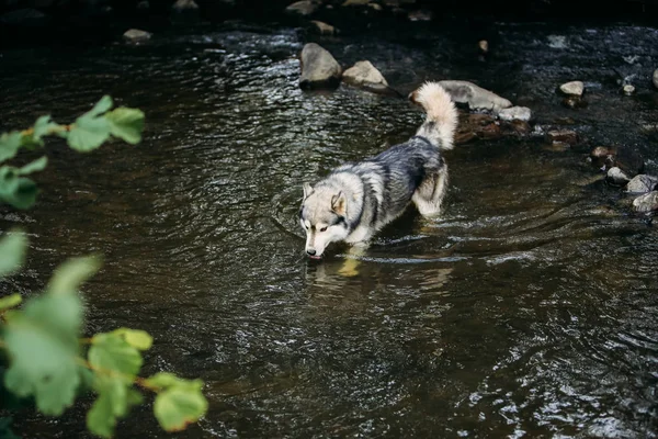 Perro Husky corriendo al aire libre. Entretenimiento. Río. Un perro joven sentado en la hierba afuera. Verano . —  Fotos de Stock