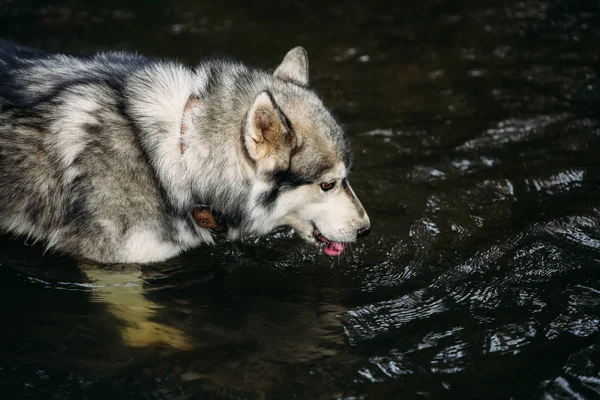 Husky hunden kör utomhus. Underhållning. Floden. Ung hund sitter på gräset utanför. Sommar. — Stockfoto