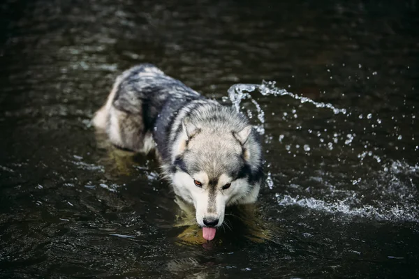 Husky hunden kör utomhus. Underhållning. Floden. Ung hund sitter på gräset utanför. Sommar. — Stockfoto