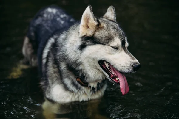 Husky hunden kör utomhus. Underhållning. Floden. Ung hund sitter på gräset utanför. Sommar. — Stockfoto