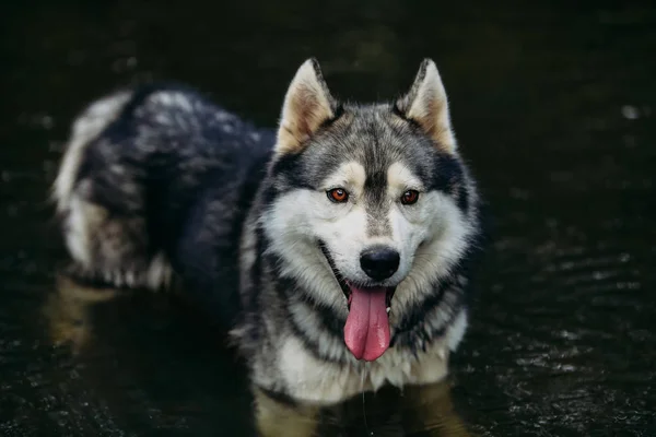 Husky dog running outdoors. Entertainment. River. Young dog sitting on the grass outside. Summer. — Stock Photo, Image
